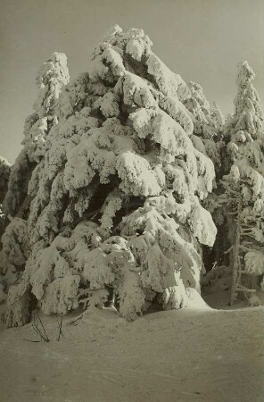 Erzgebirge im Winter. Verschneite Fichte auf dem Kahleberg