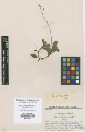 Saxifraga stellaris L.
