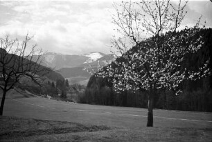Himmelreich: Blick ins Höllental; mit Blütenbaum