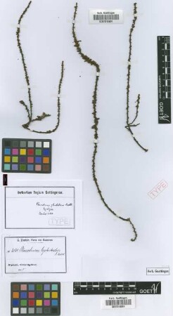 Placodiscus leptostachys Radlk.