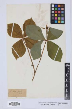 Herba