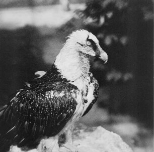 Zootiere. Geier
