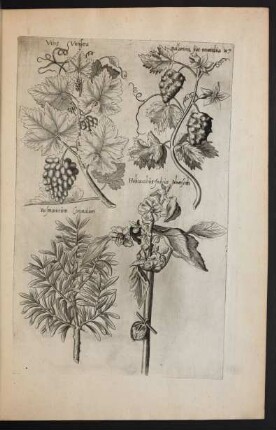 Taf. 27. [Vitis vinifera, Balsaminaceae, Rosmarinus und Halicacabum]