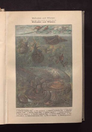 Mollusken und Würmer