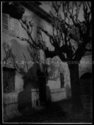 Knorriger Baum vor bemalter Fassade