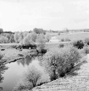 Trave: im Vordergrund abgetrennter alter Travearm: hinten rechts neuer Flusslauf: dazwischen und hinten Knicklandschaft mit Weiden und Rinderherde