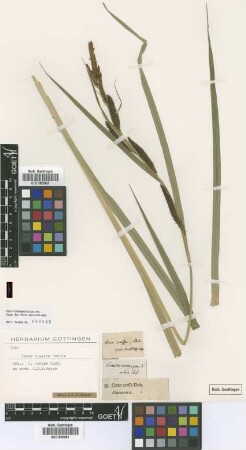 Carex crassa Ehrh. [isotype]