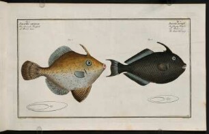 CLIIr, Fig. 1.: Balistes Chinensis. Fig. 2.: Balistes Ringens