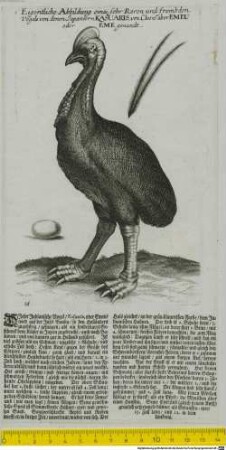 Eigentliche Abbildung eines sehr Raren und frembden Vogels von denen Japaniern Kasuaris, von Clusio aber Emeu oder Eme genandt : Dieser Indianische Vogel, Kasuaris, oder Emen, wird auf der Insel Banda, so den Holländern zugehörig, gefangen ...