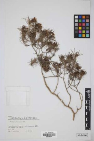 Plantago arborescens arborescens Poir.