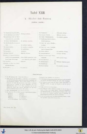 Tafel XXIII. A. Skelet des Fußes.