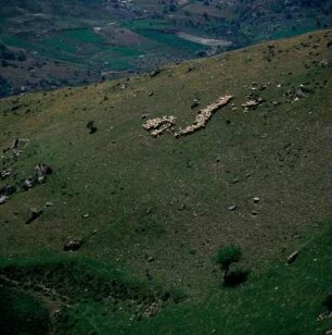 Schafherde unterhalb von Rhizénia : Kreta, Rhizénia. Schafe weiden unter dem Plateau von Rhizénia, Aufnahme 1974