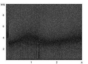 Wasserfledermaus | Myotis daubentonii - Ruf