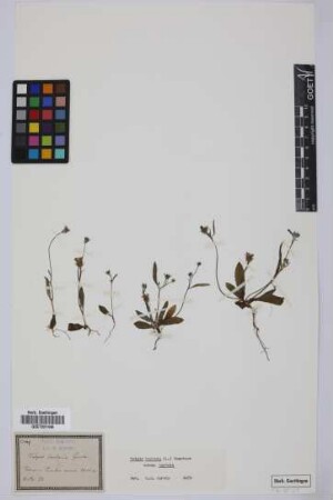 Tolpis barbata (L.) Gaertn.