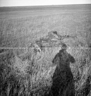 Ein totes Pferd in der Steppe, der Schatten des Fotografen im Vordergrund