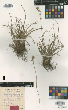 Cyperus nigripes (C.B.Clarke) Kük. var. grandiceps Kük.[type]