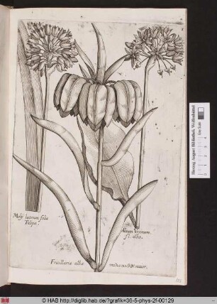 [Kaiserkrone und Zierlauch]