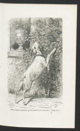 Tafel: Une chèvre alléchée par la beauté [...]