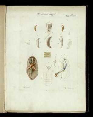 [4], [1], Taf: [Fauna Del Regno Di Napoli Ossia Enumerazione Di Tutti Gli Animali Che Abitano Le Diverse Regioni Di Questo Regno E Le Acque Che Le Bagnano. [4]. [Animali Raggiati]. [1]