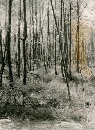 Sumpfwald (z.T. verwilderte Anpflanzung) im Elsterauengebiet bei Rittergut Lauer am Weg Lauer - Großzschocher, Anfang Juni 1944