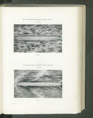 50 cm lange Planke, beiderseits ungleich gerauht. v=71,2 cm.