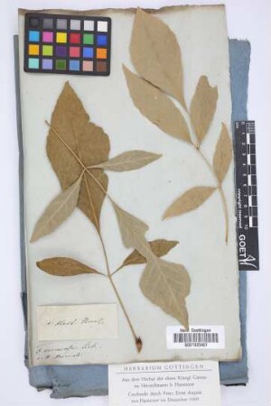 Fraxinus verrucosa