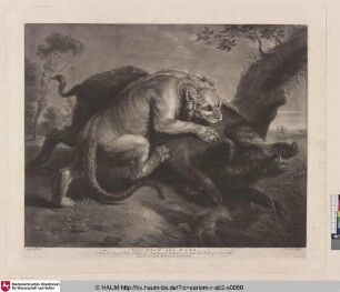 [Die Löwin und das Wildschwein]