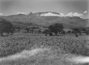 Maisfelder : Maisfeld nahe der Uluguru-Berge
