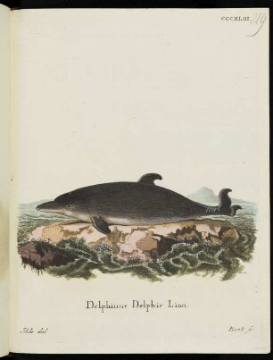 CCCXLIII. Delphinus Delphis Linn.