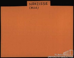 NARCISSUS/NARZISSE: Allgemein