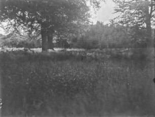 Rothirsche : Rothirsche (Cervus elaphus Linnaeus) auf einer Lichtung.