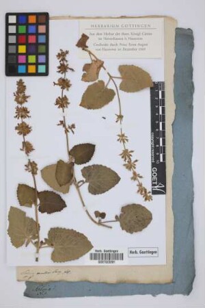 Salvia mollis Jacq.
