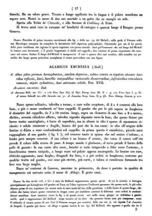 Agaricus Eburneus (Bull.)