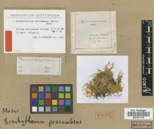Hypnum procumbens Mitt. [syntype]