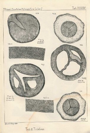 Tab. XXXIV.