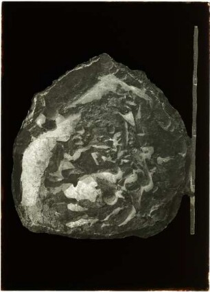 Riesen-Testudo (Schildkröte)