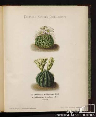 Echinocactus turbiniformis Pfeiff.