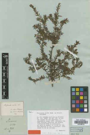 Persoonia arida Sieber ex Schult. [isotype]