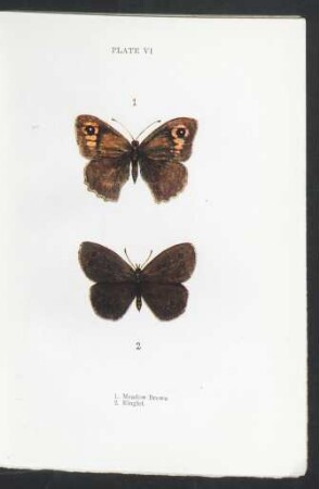 Plate VI