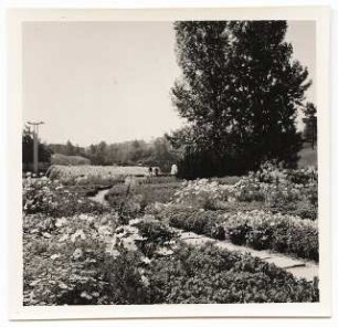 Deutsche Gartenschau 1950 auf dem Killesberg, Stuttgart: Blumenbeete mit Plattenweg vor dem Wasserbecken mit Wasserspiel