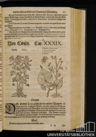 Cap. XXXIX. Von Eibisch.