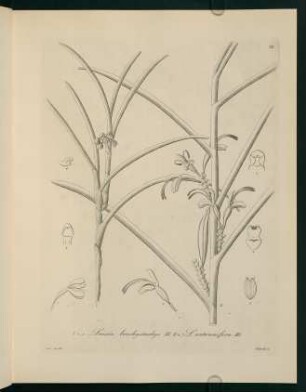78r-78v, Luisia brachystachys...
