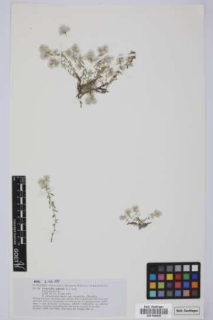 Paronychia capitata capitata (L.) Lam.