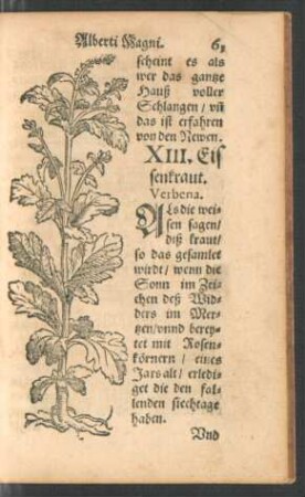 XIII. Eissenkraut. Verbena.