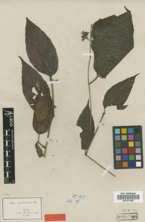 Cissus lonchiphylla Thwaites [type]