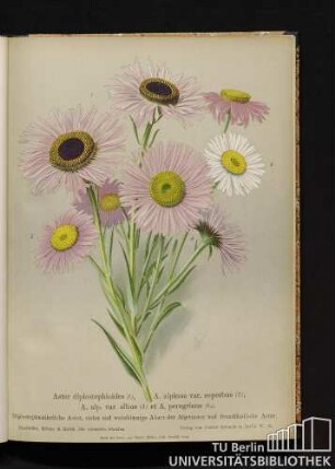 Aster diplosthephioides (1.), A. alpinus var. superbus (2.), A. alp. var. albus (3.) et A. peregrinus (4.). Diplostephusähnliche Aster, stolze und weißblumige Abart der Alpenaster und fremdländische Aster.