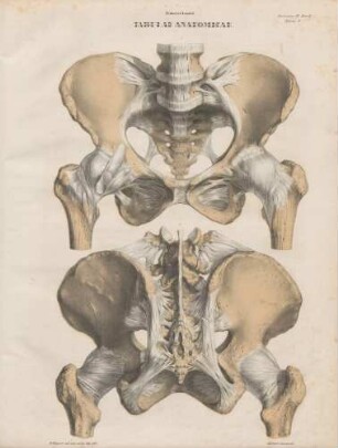 Pelvis femineae ligamenta ab anteriore parte visa/ Ligamenta pelvis femineae a posteriore parte exhibita