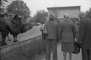 Besuch bei den Kamelen im Karlsruher Zoo