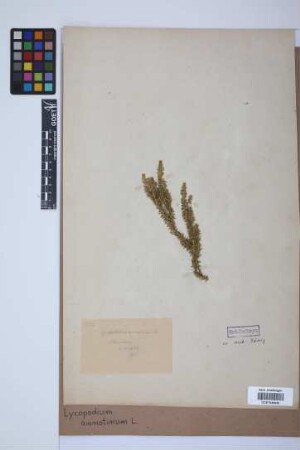 Lycopodium annotinum annotinum L.