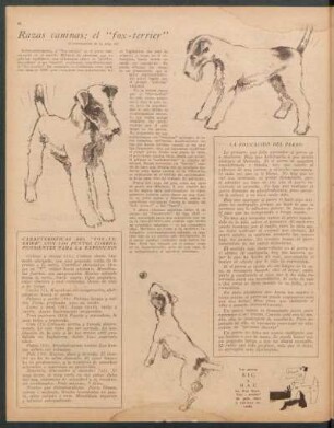 Razas caninas: el "fox-terrier"